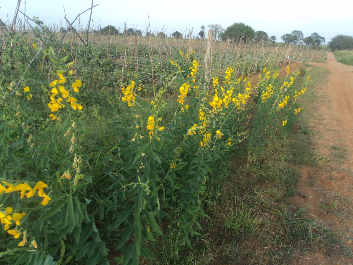 Crotalaria juncea L.